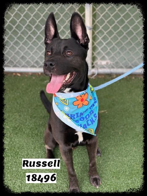 RUSSELL, a ADOPTABLE mixed breed in Marietta, GA image 6/6