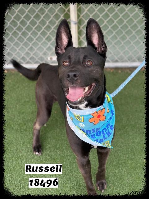 RUSSELL, a ADOPTABLE mixed breed in Marietta, GA image 2/6