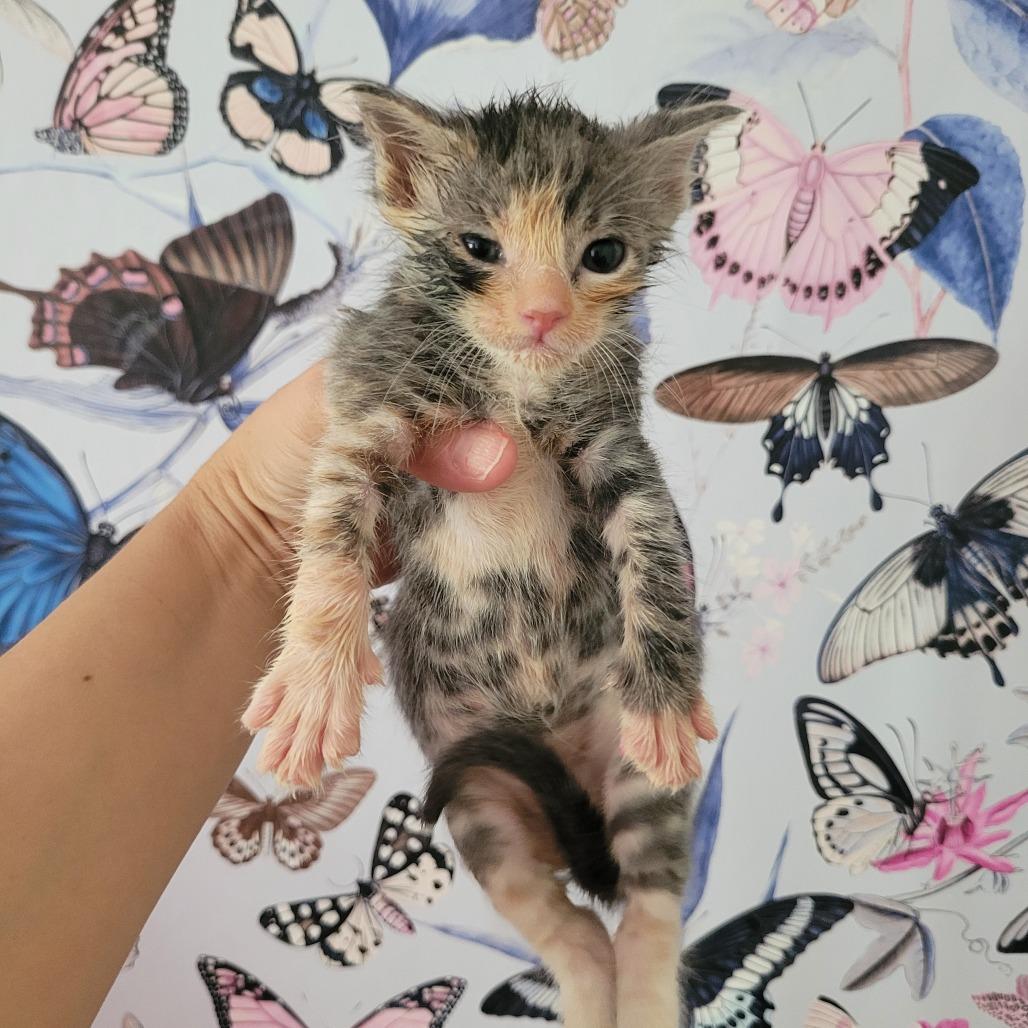 Animal, Adoptable, Kitten Female Domestic Short Hair.
