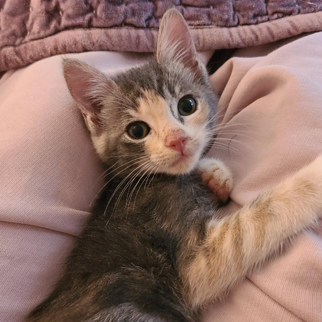 Enlarge Animal, a Adoptable Domestic Short Hair in Costa Mesa, CA image 2/6
