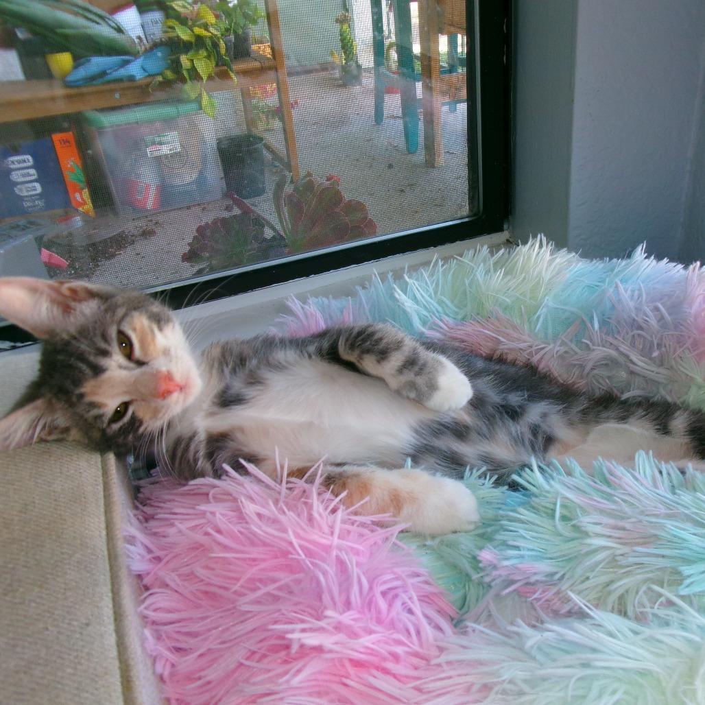 Enlarge Animal, a Adoptable Domestic Short Hair in Costa Mesa, CA image 4/6