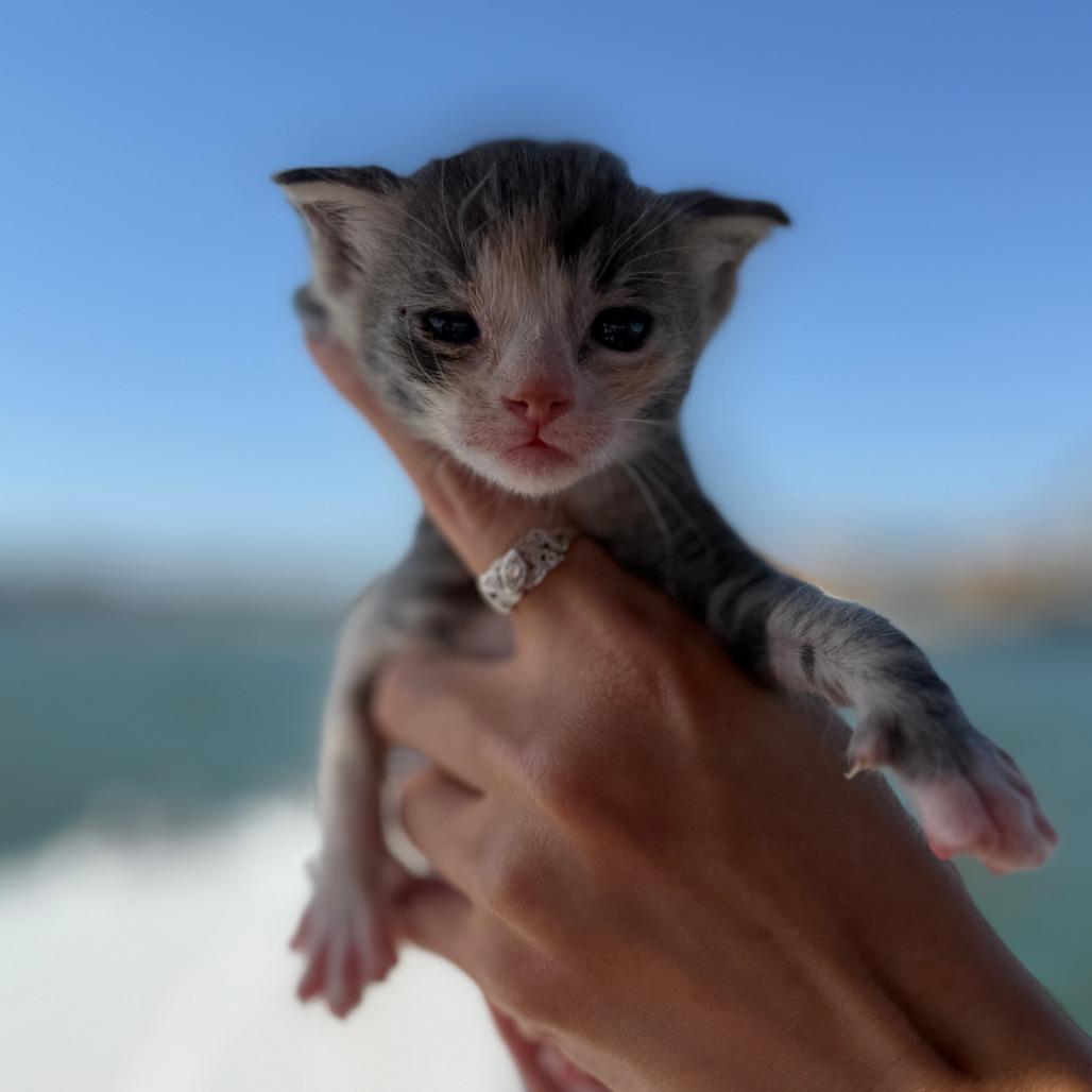 Enlarge Animal, a Adoptable Domestic Short Hair in Costa Mesa, CA image 5/6