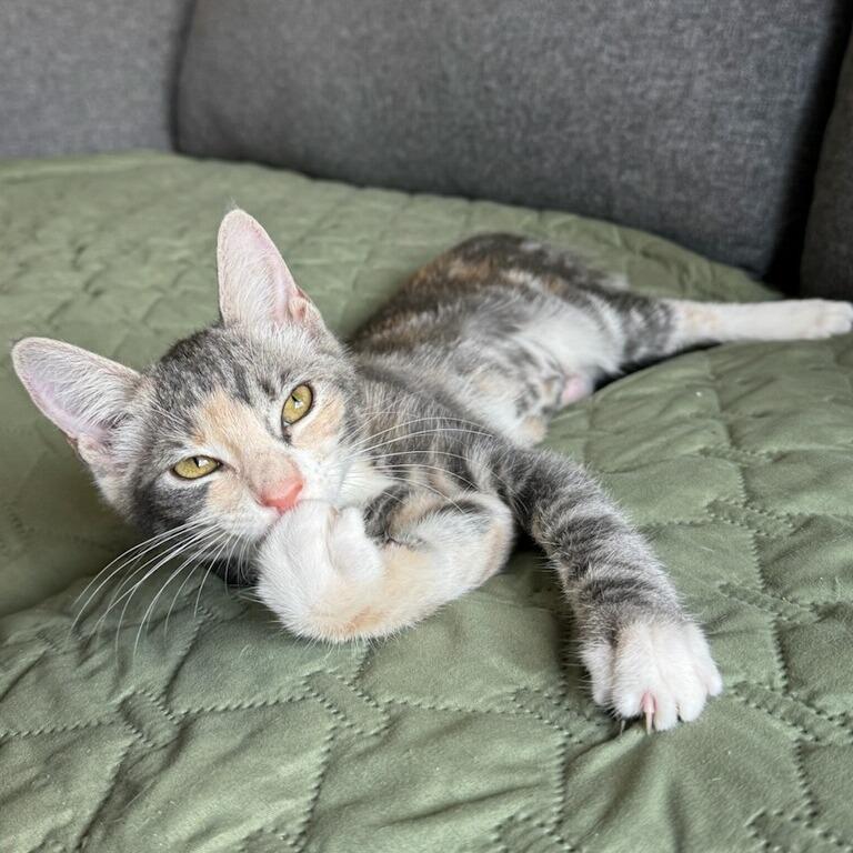 Enlarge Animal, a Adoptable Domestic Short Hair in Costa Mesa, CA image 6/6
