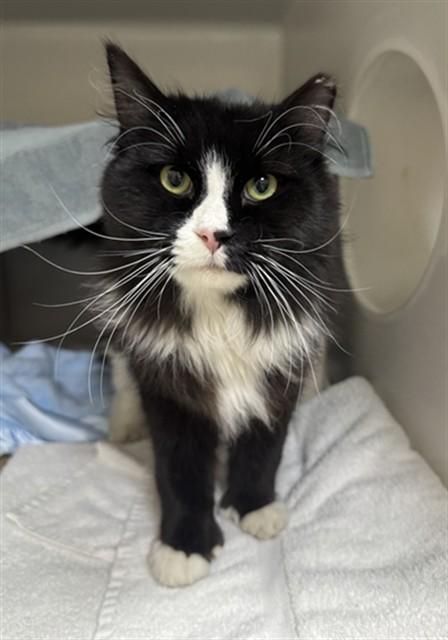 Enlarge MCTAVISH, a Adoptable Domestic Long Hair in Boston, MA image 1/1