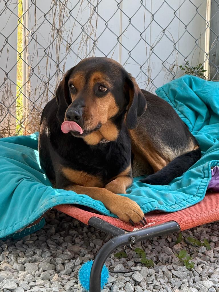 Trudy, Adoptable, Young Female Coonhound & Beagle.