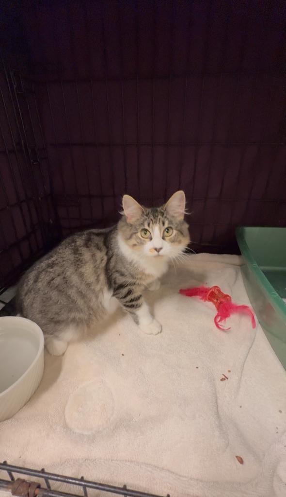 Enlarge Wrinkles, a Adoptable Domestic Medium Hair in Pawcatuck, CT image 2/5