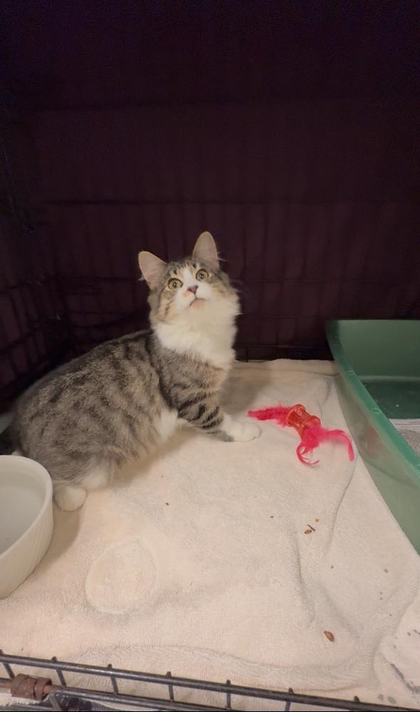 Enlarge Wrinkles, a Adoptable Domestic Medium Hair in Pawcatuck, CT image 4/5