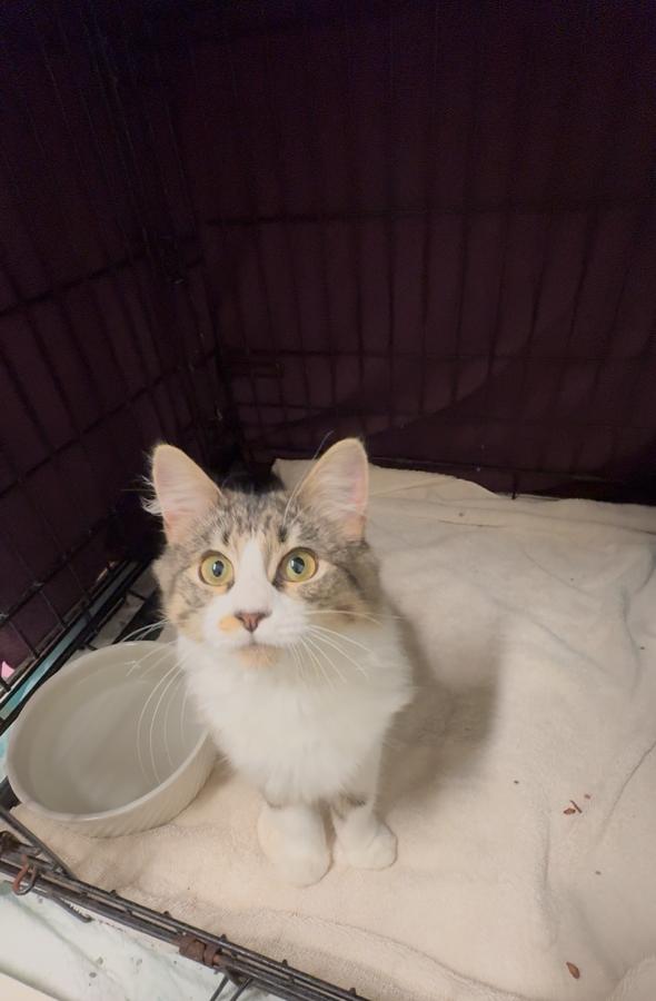 Enlarge Wrinkles, a Adoptable Domestic Medium Hair in Pawcatuck, CT image 1/5