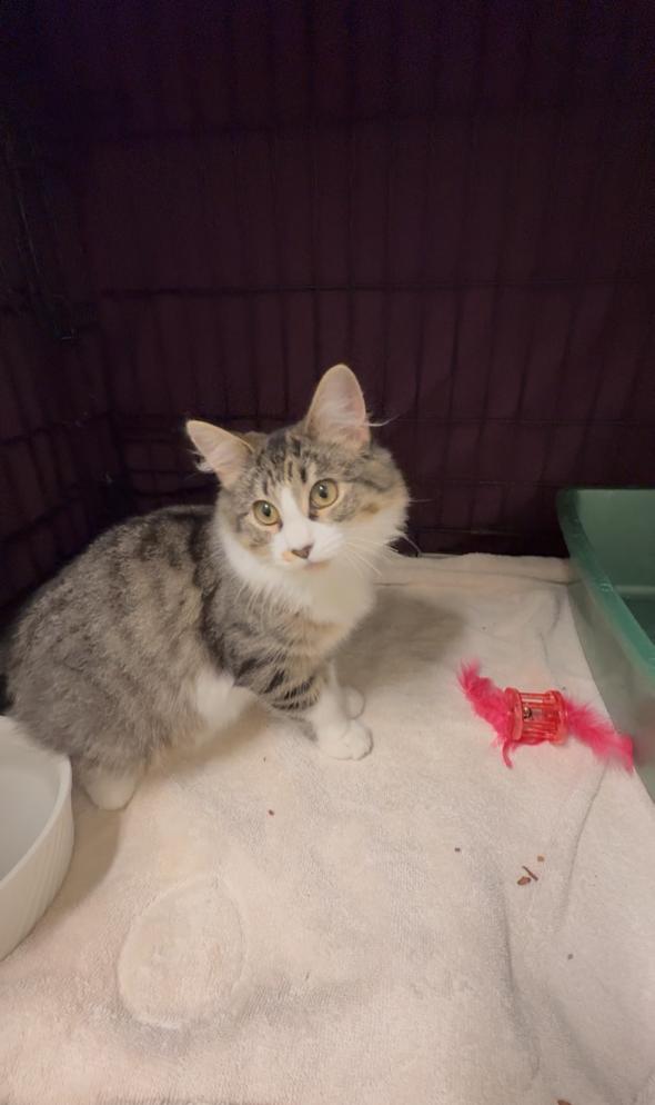 Enlarge Wrinkles, a Adoptable Domestic Medium Hair in Pawcatuck, CT image 5/5