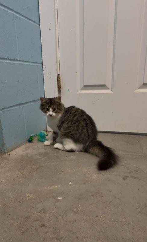 Enlarge Wrinkles, a Adoptable Domestic Medium Hair in Pawcatuck, CT image 3/5