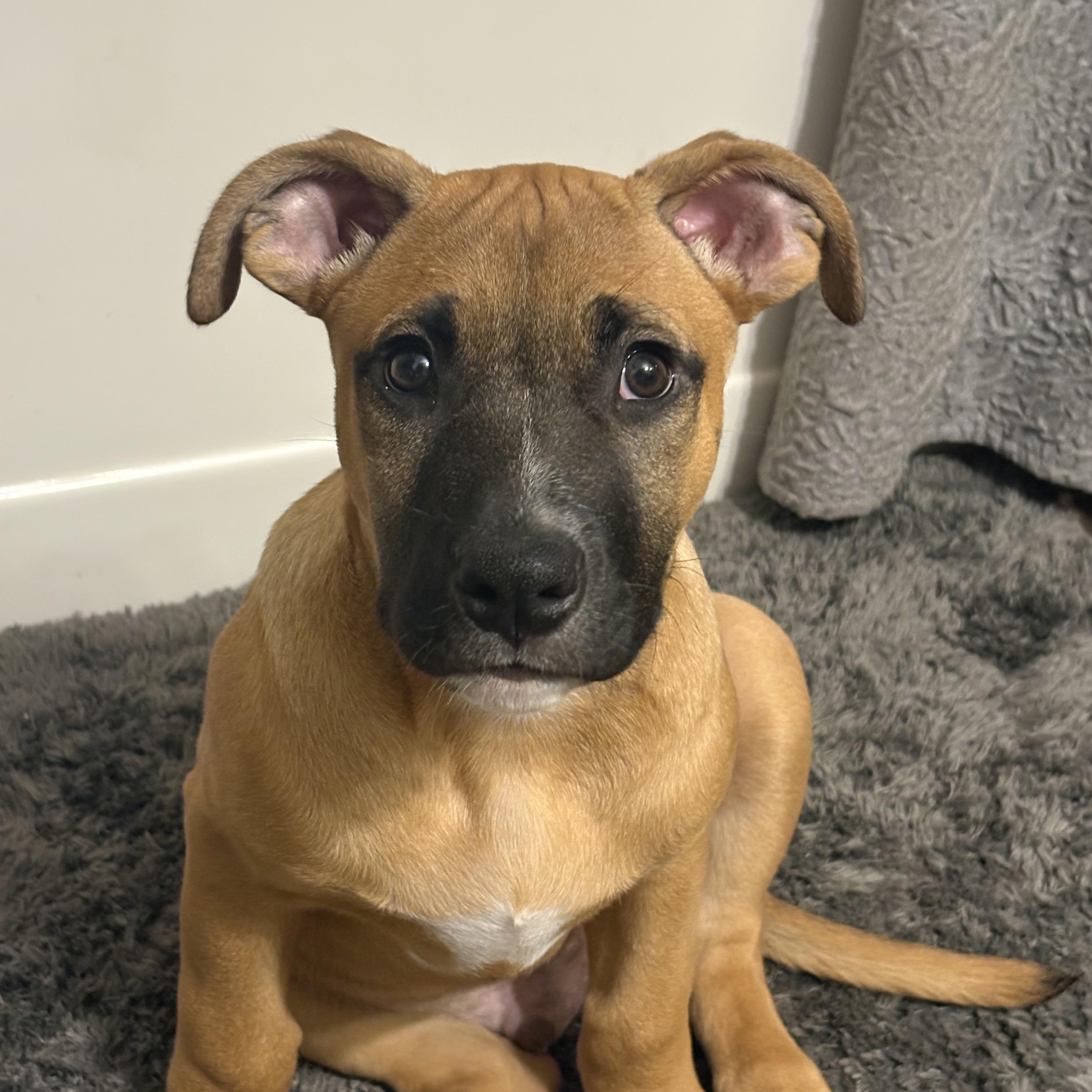 Enlarge Thor, a Adoptable mixed breed in Spring Hill, FL image 2/3