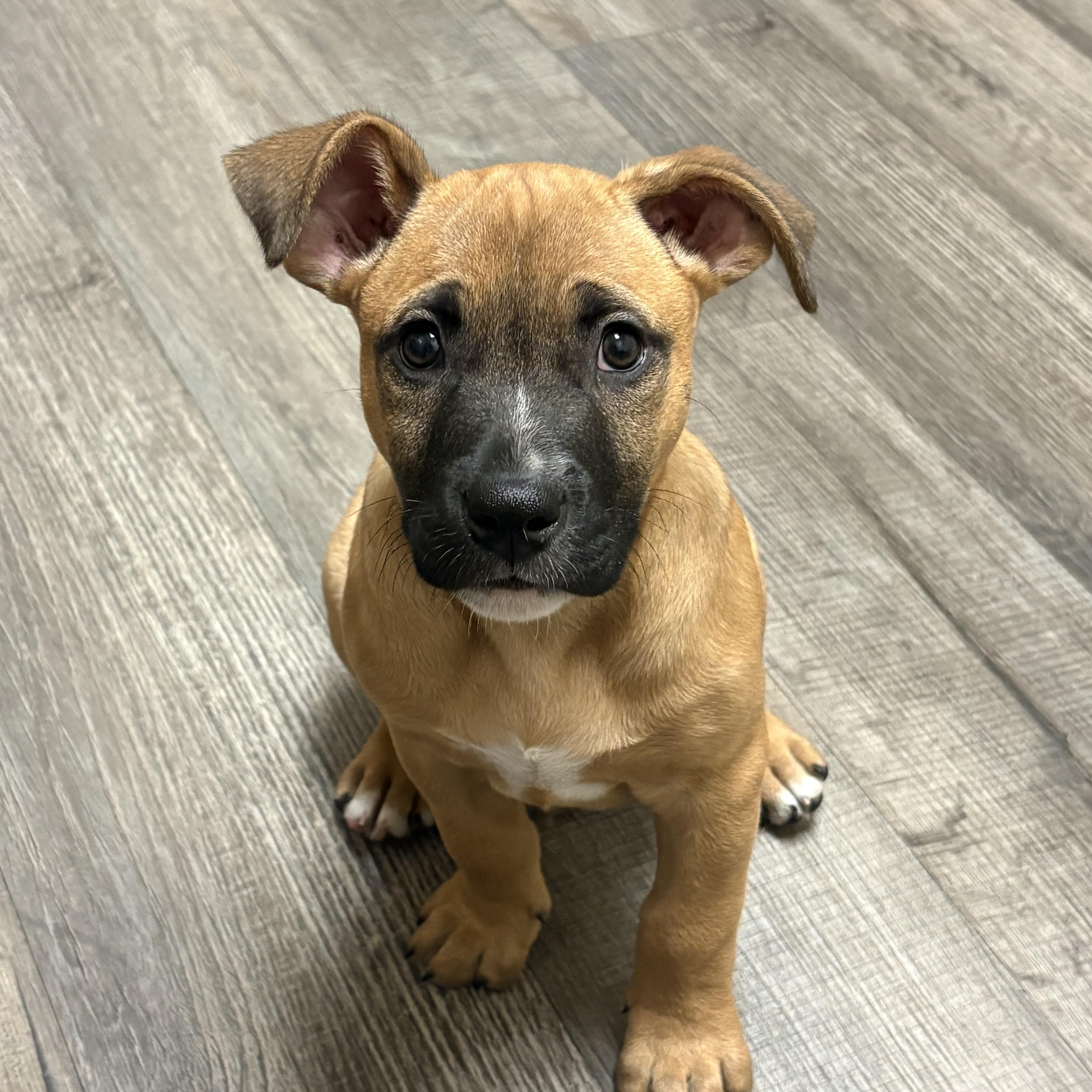 Thor, Adoptable, Young Male Mixed Breed.