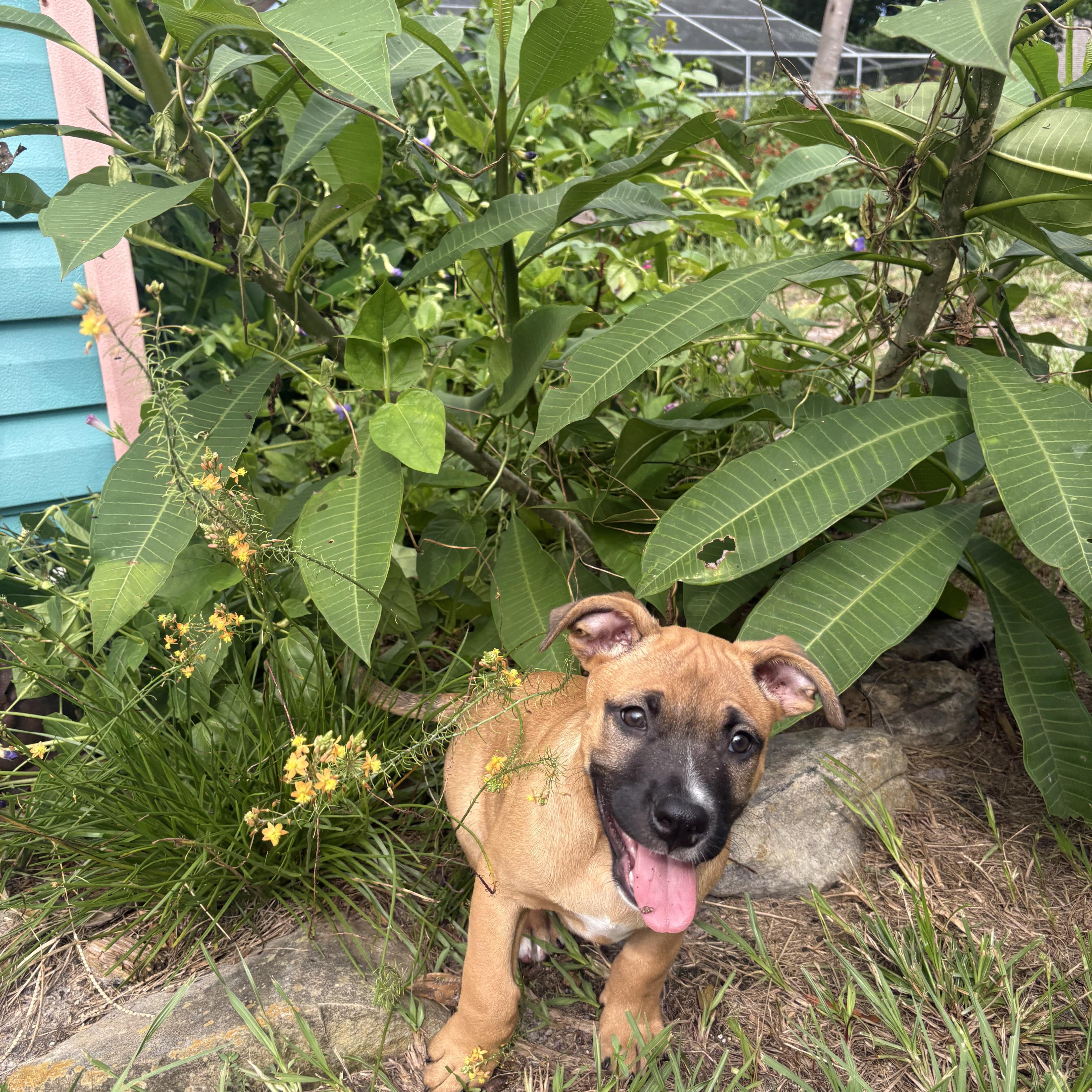 Enlarge Thor, a Adoptable mixed breed in Spring Hill, FL image 3/3