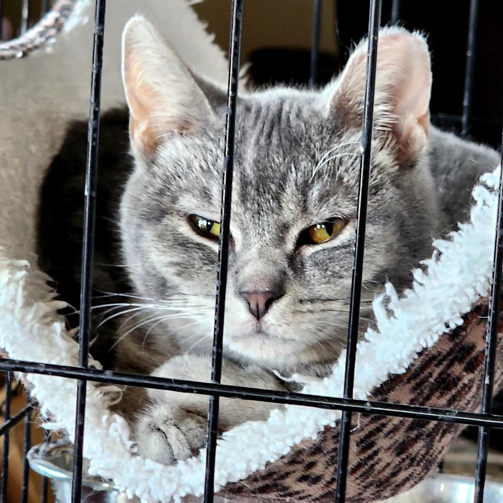 Spankygirl aka Sassy, Adoptable, Young Female Domestic Short Hair.
