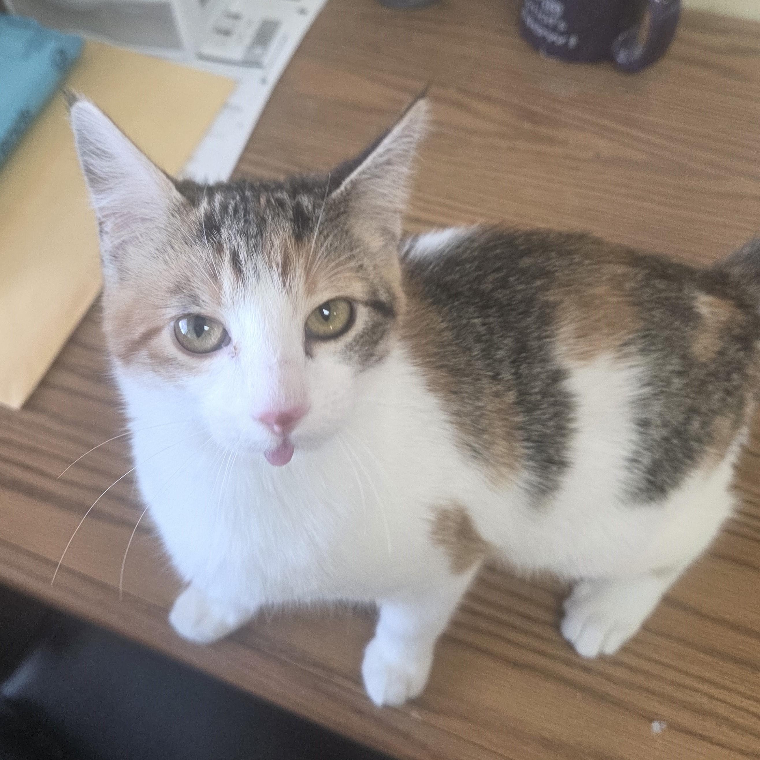 Punky Mewster, adopted, Young Female Domestic Short Hair.