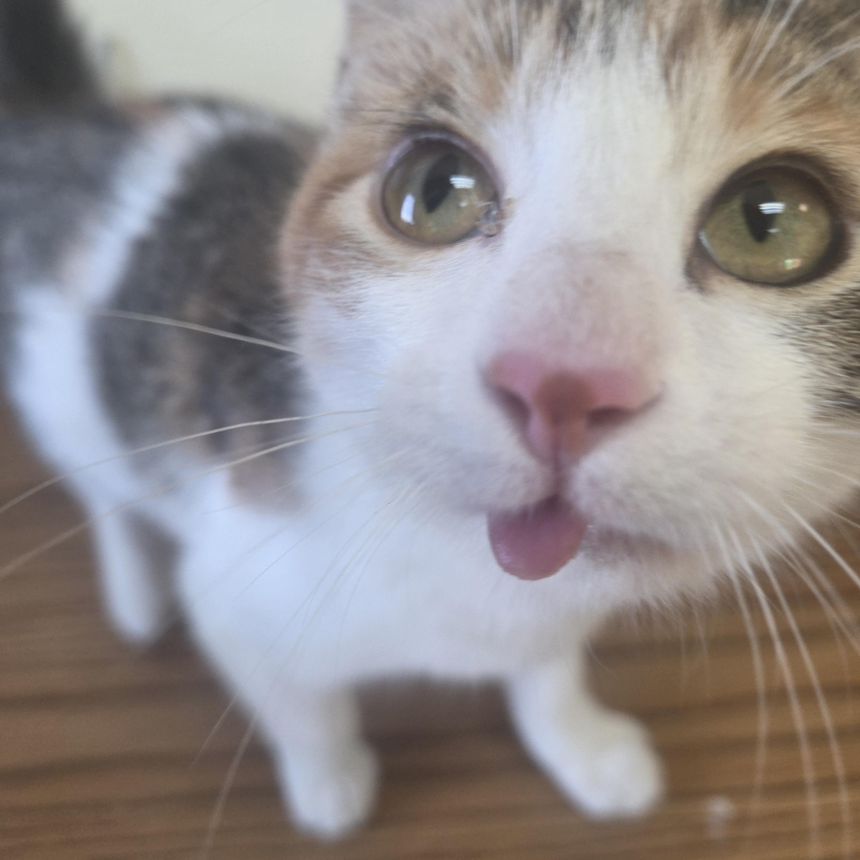 Enlarge Punky Mewster, an adopted Domestic Short Hair in Brookings, SD image 2/2