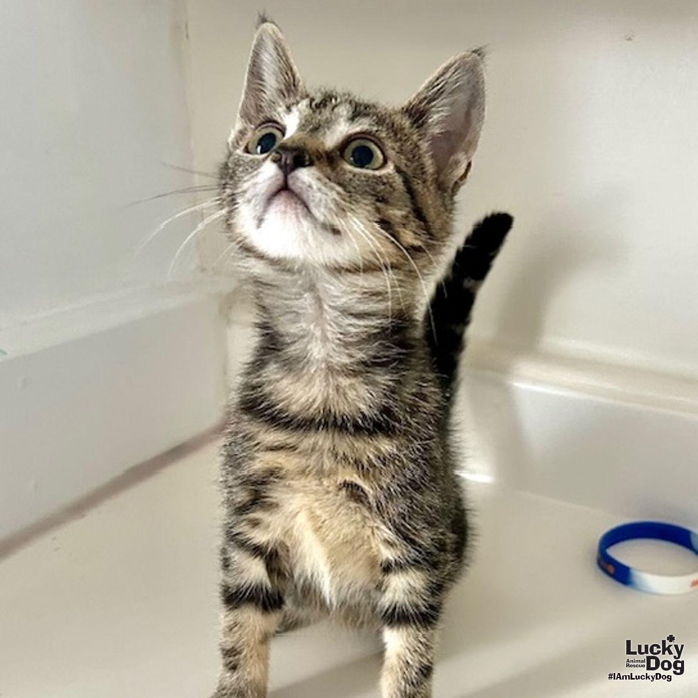 Vinny, Adopted, Kitten Female Domestic Short Hair.