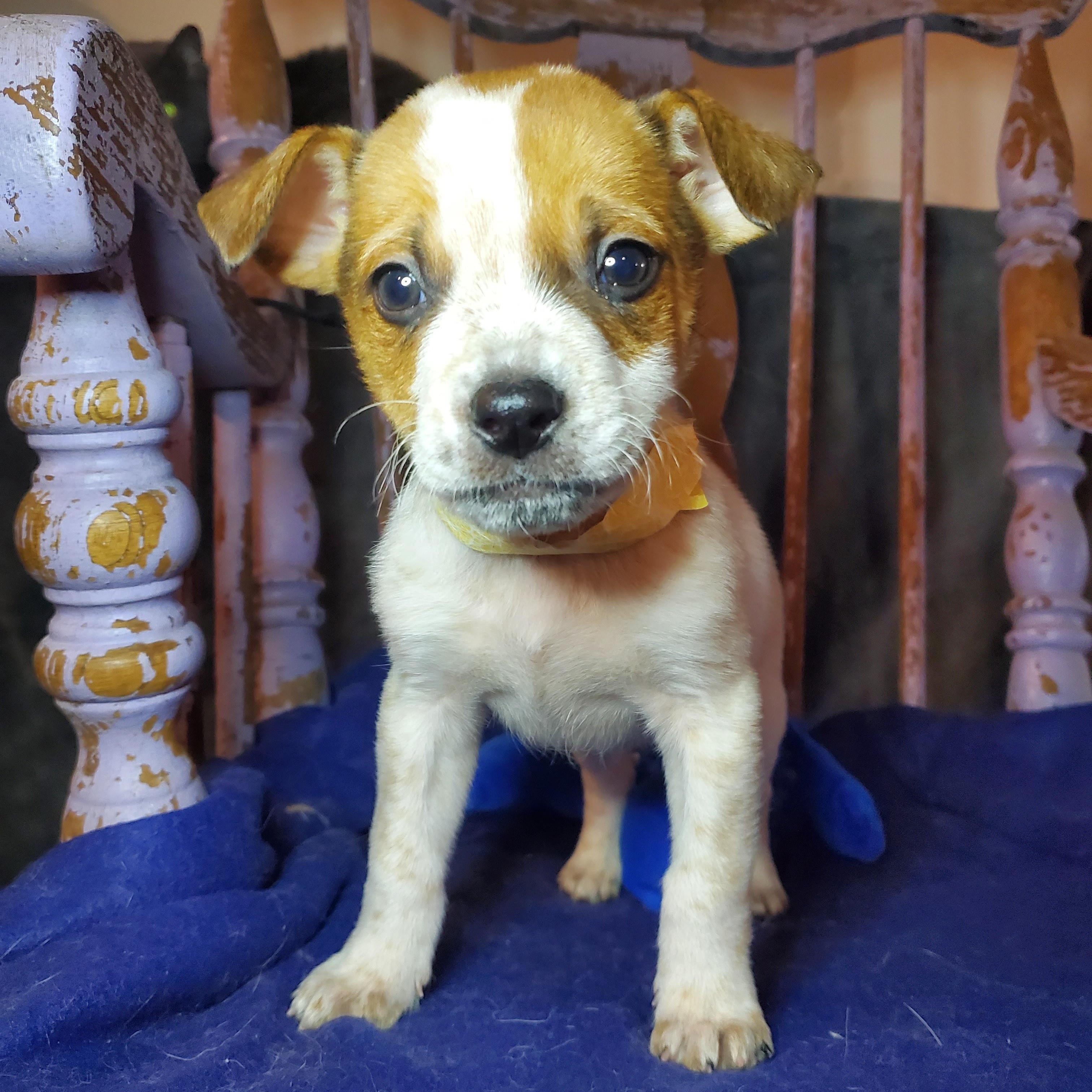 Enlarge Sam, a Adoptable mixed breed in Blairstown, NJ image 4/6