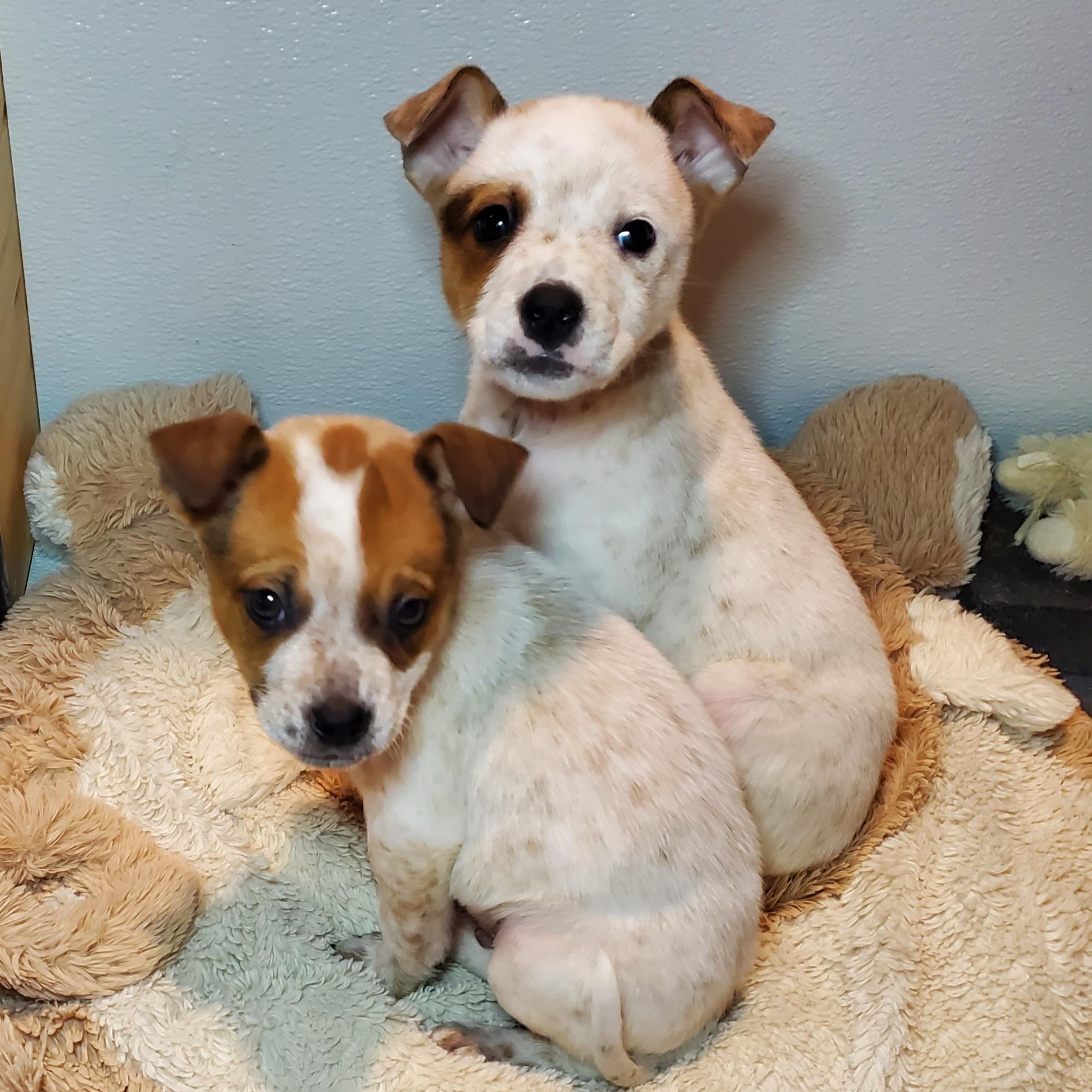 Enlarge Sam, a Adoptable mixed breed in Blairstown, NJ image 5/6