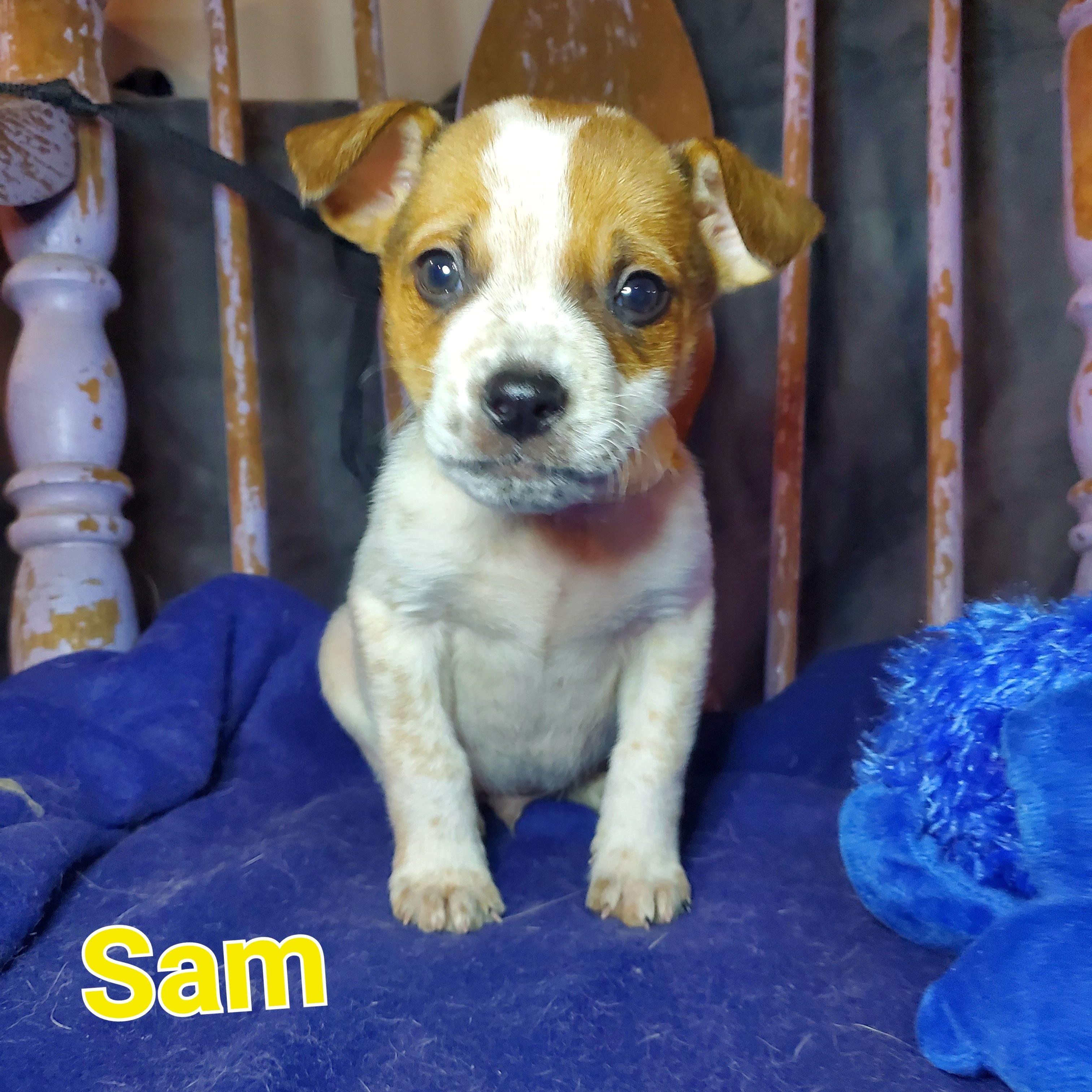 Sam, Adoptable, Puppy Male Australian Cattle Dog / Blue Heeler & Mixed Breed.