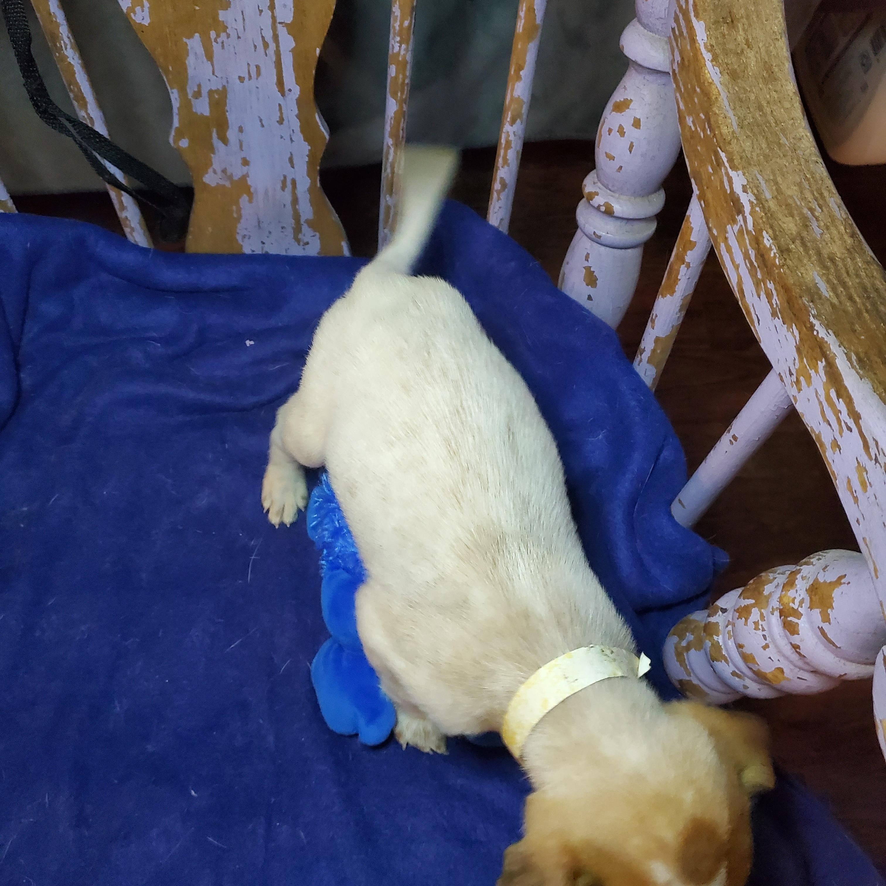 Enlarge Sam, a Adoptable mixed breed in Blairstown, NJ image 3/6