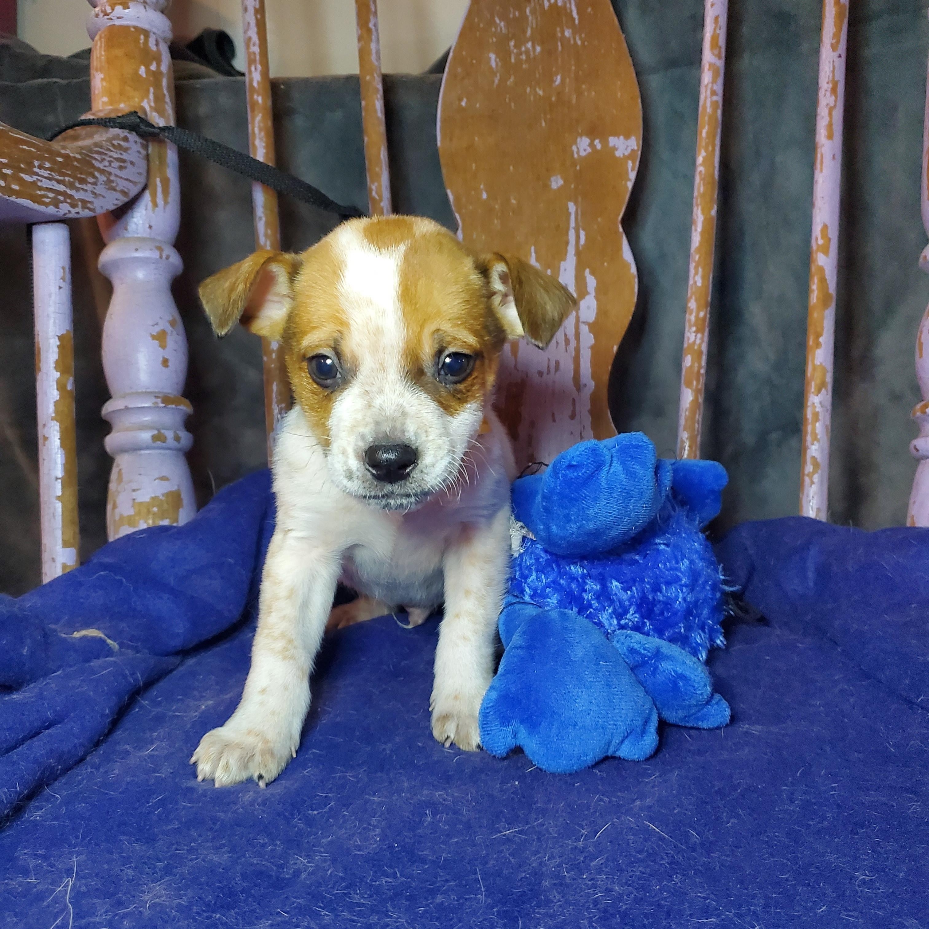 Enlarge Sam, a Adoptable mixed breed in Blairstown, NJ image 2/6