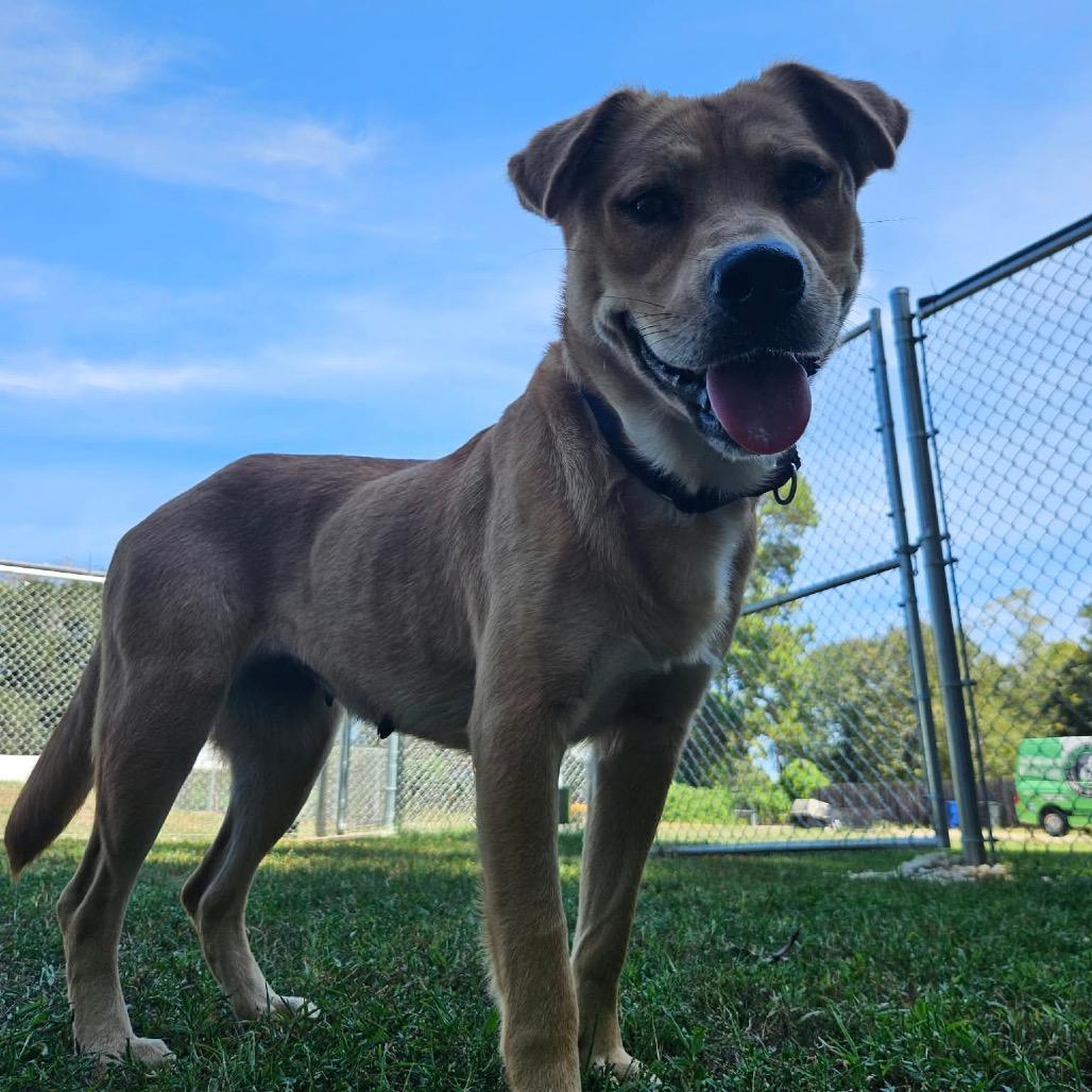Fifa, Adoptable, Young Female Chow Chow.