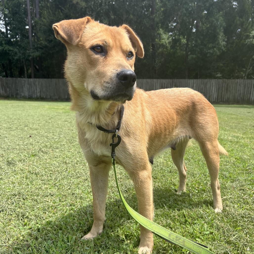 Enlarge Fifa, a Adoptable mixed breed in Buffalo, NY image 2/6