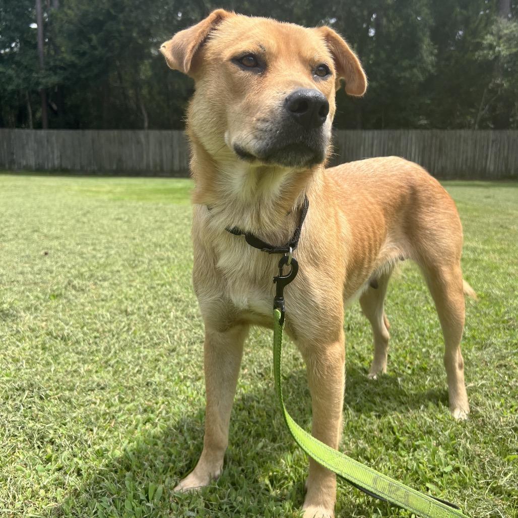 Enlarge Fifa, a Adoptable mixed breed in Buffalo, NY image 3/6