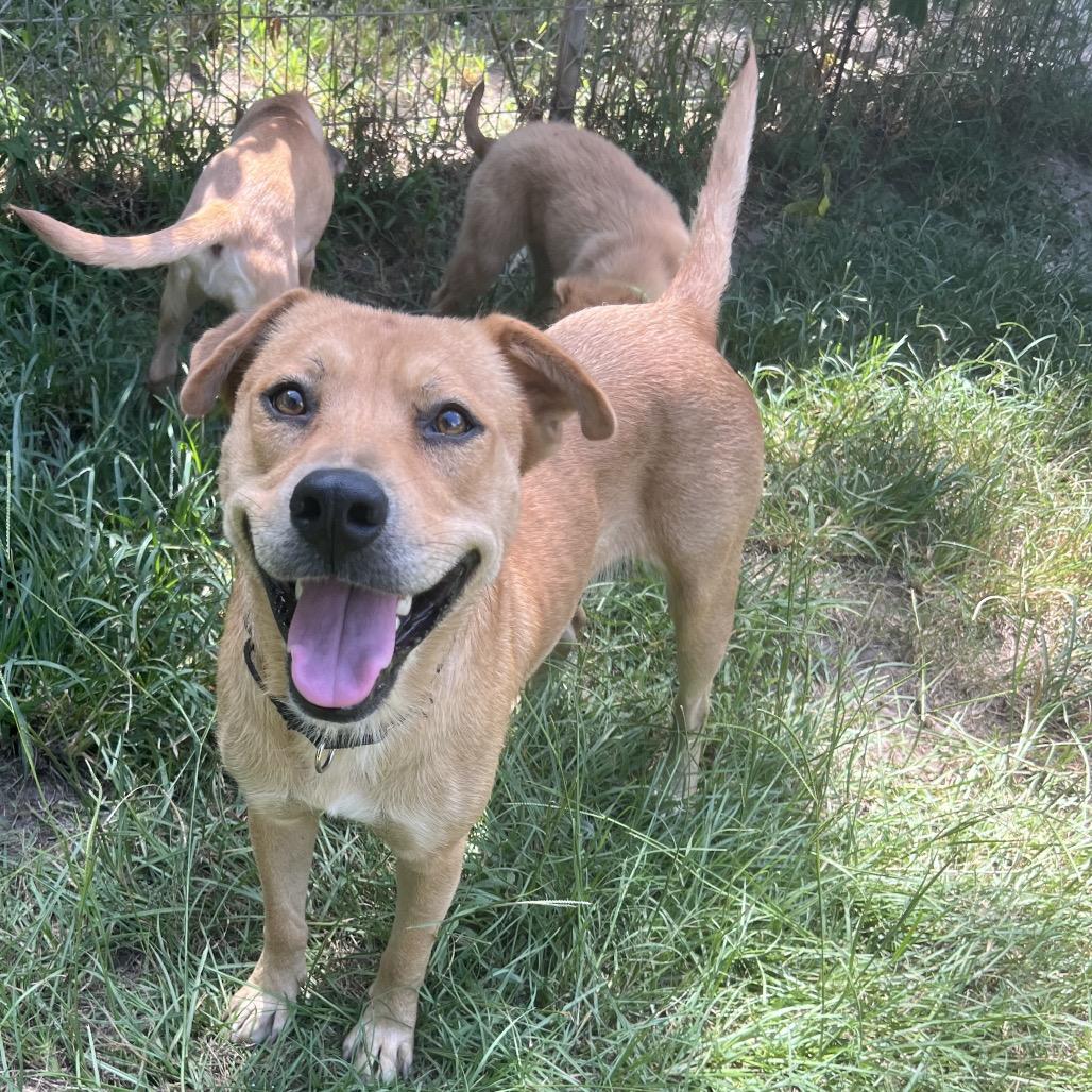 Enlarge Fifa, a Adoptable mixed breed in Buffalo, NY image 4/6