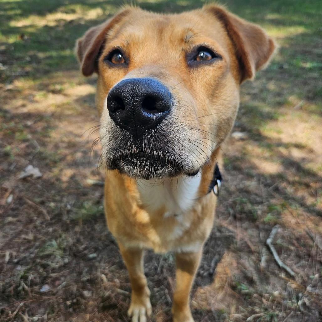 Enlarge Fifa, a Adoptable mixed breed in Buffalo, NY image 5/6
