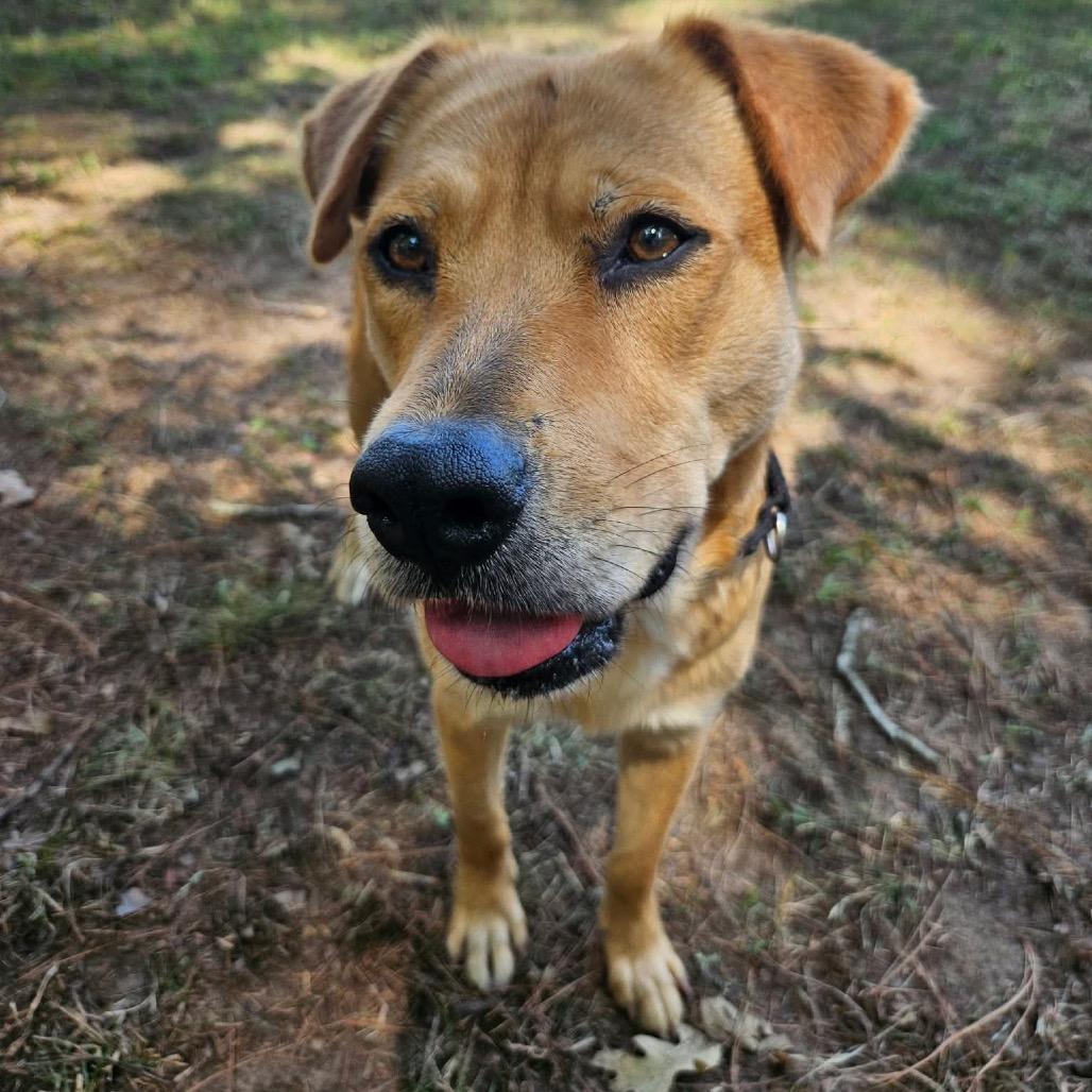 Enlarge Fifa, a Adoptable mixed breed in Buffalo, NY image 6/6