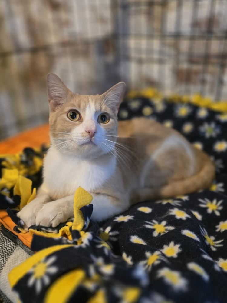 Gallagher, Adoptable, Young Male Domestic Short Hair.