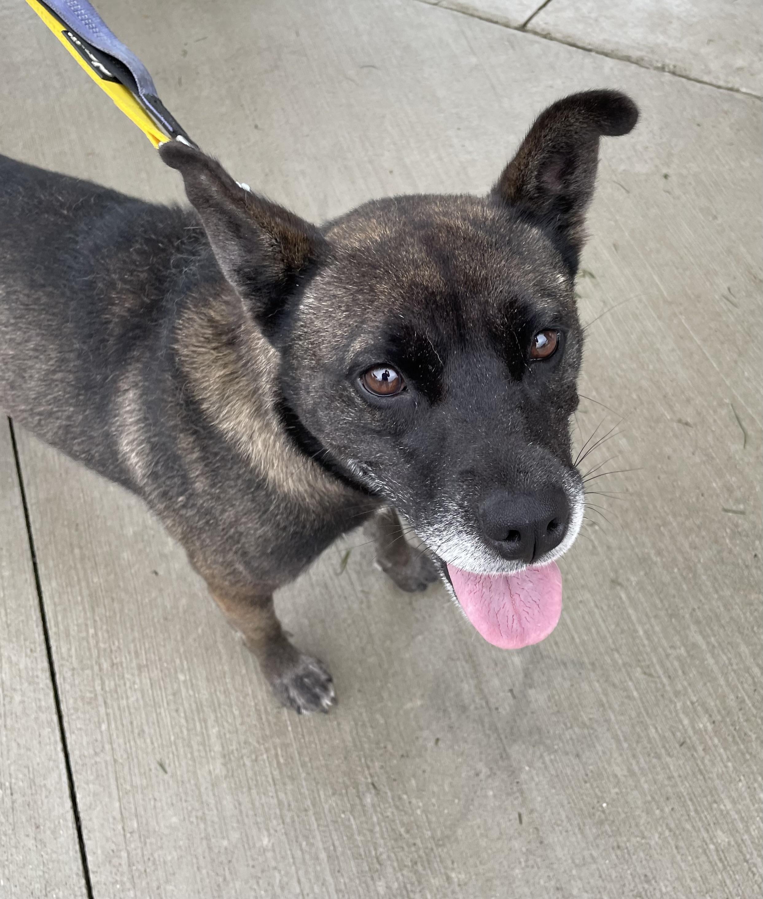 Enlarge Noodle AVAILABLE, a Adoptable mixed breed in Canton, OH image 5/6