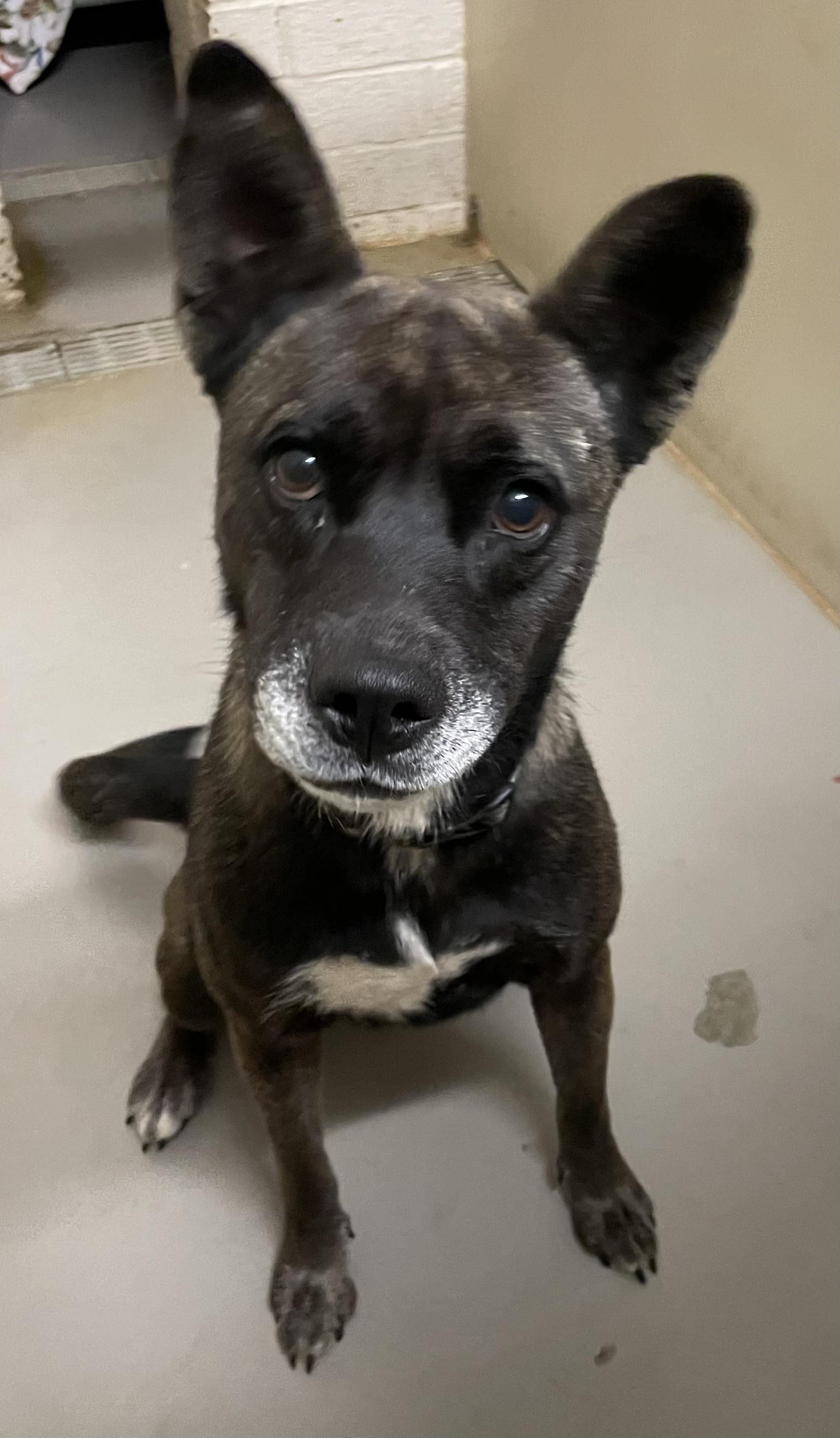 Enlarge Noodle AVAILABLE, a Adoptable mixed breed in Canton, OH image 4/6