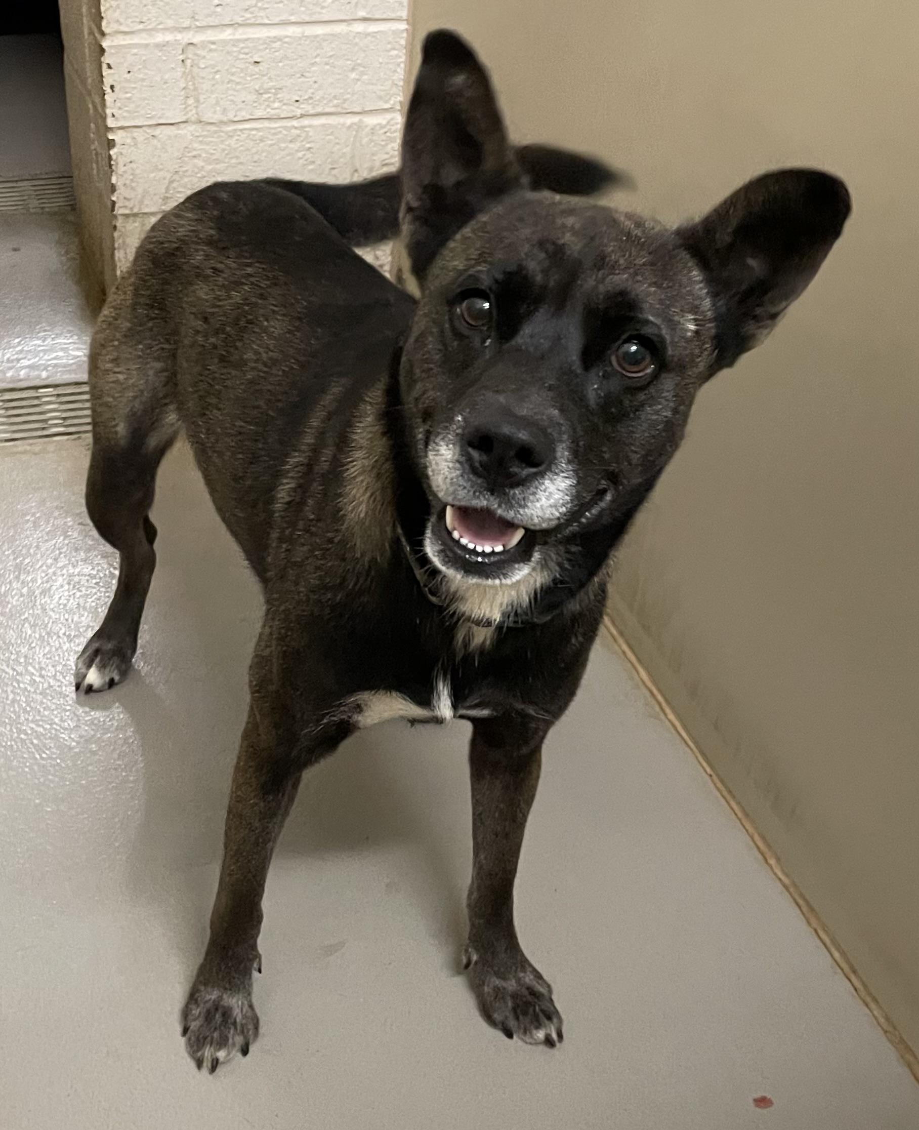 Enlarge Noodle AVAILABLE, a Adoptable mixed breed in Canton, OH image 2/6