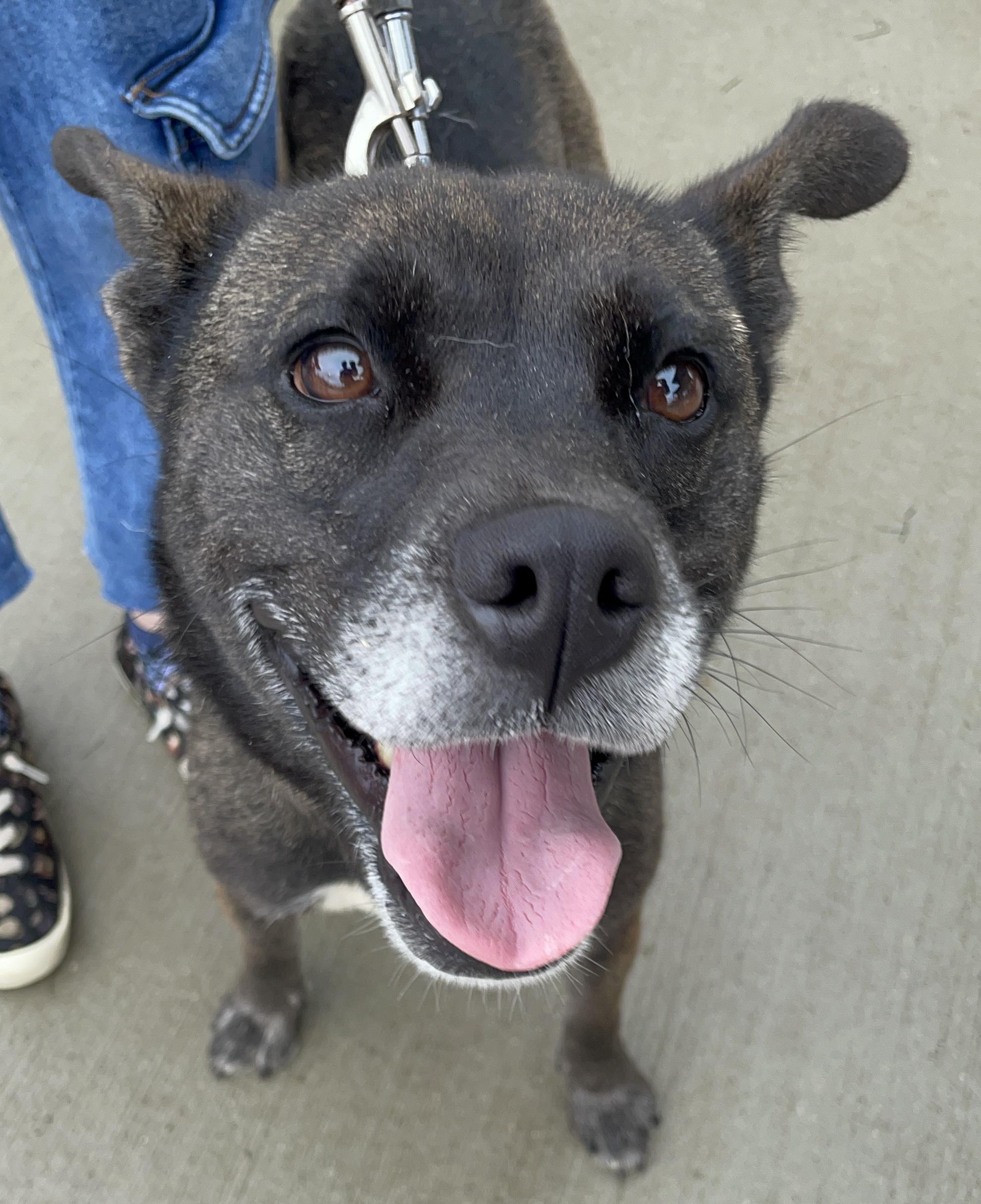 Enlarge Noodle AVAILABLE, a Adoptable mixed breed in Canton, OH image 6/6