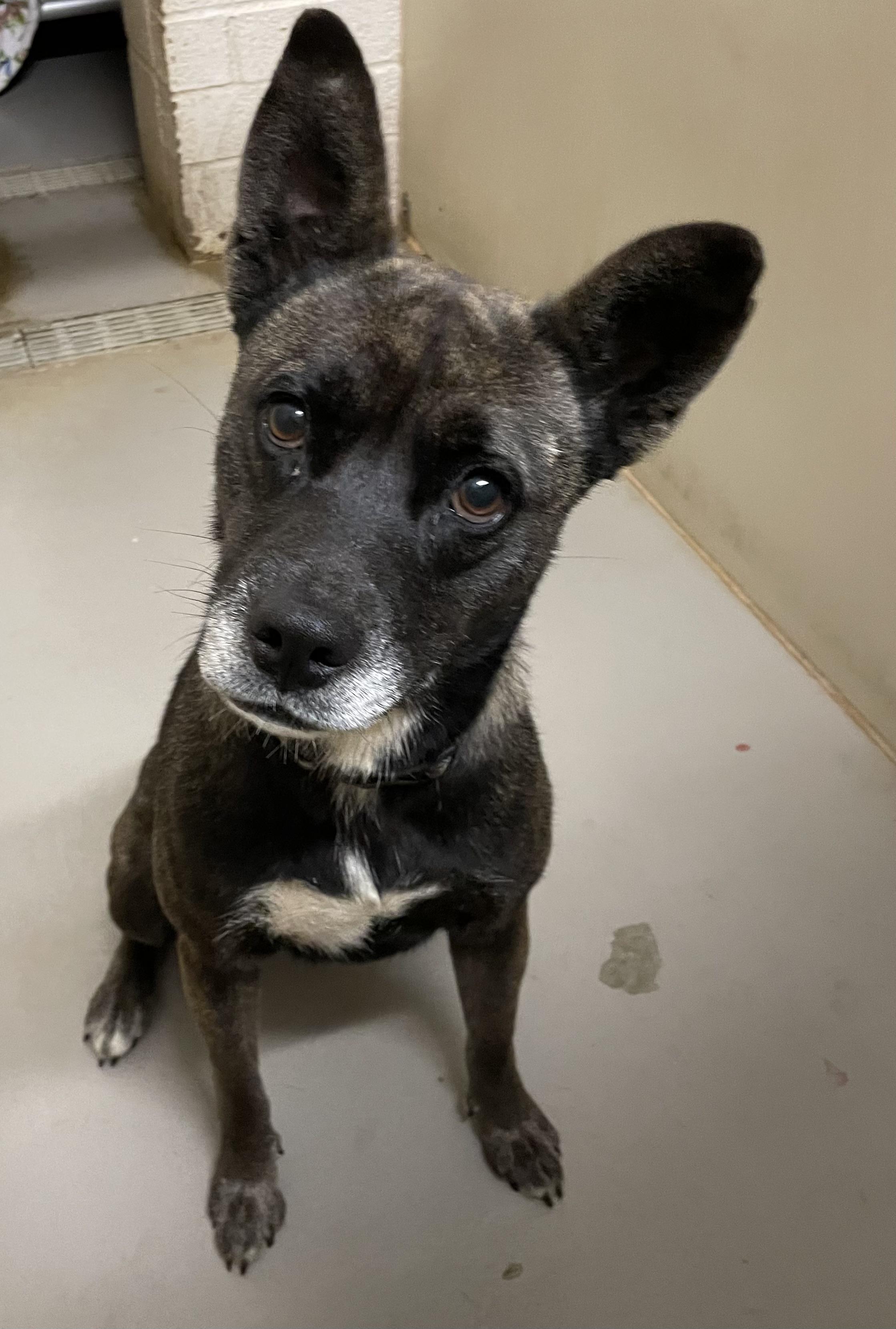 Enlarge Noodle AVAILABLE, a Adoptable mixed breed in Canton, OH image 3/6
