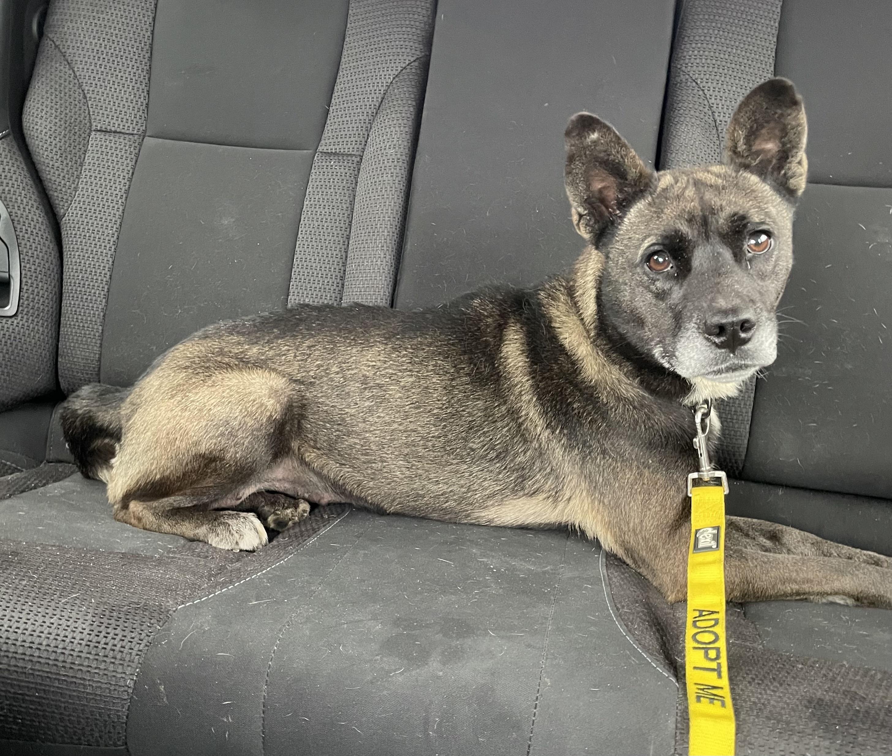Noodle AVAILABLE, Adoptable, Adult Female Australian Kelpie.