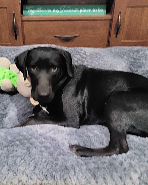 Broccoli Lonestar, Adoptable, Puppy Female Black Labrador Retriever.