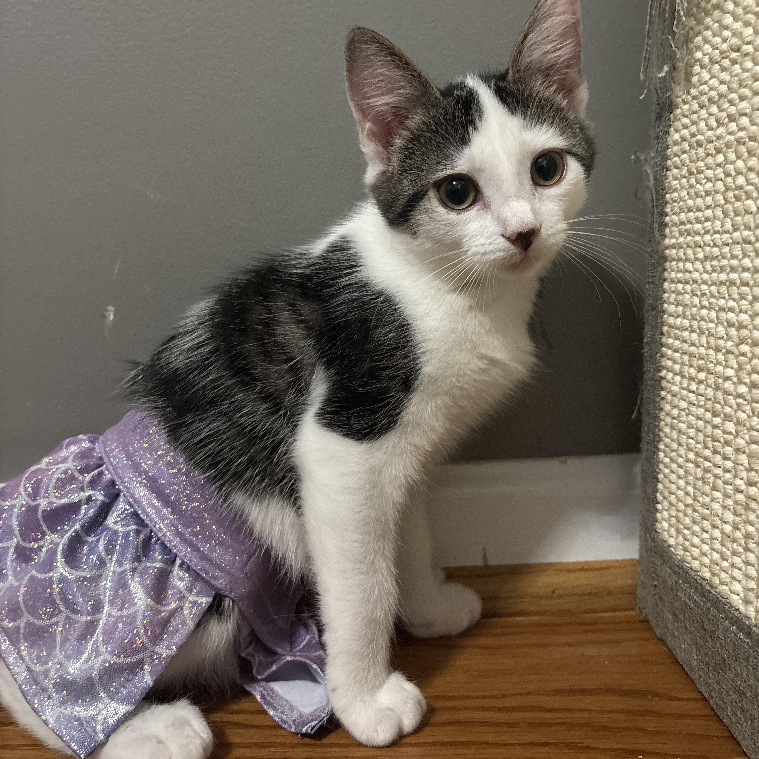 Skye, a ADOPTABLE mixed breed in Concord, NC image 4/6