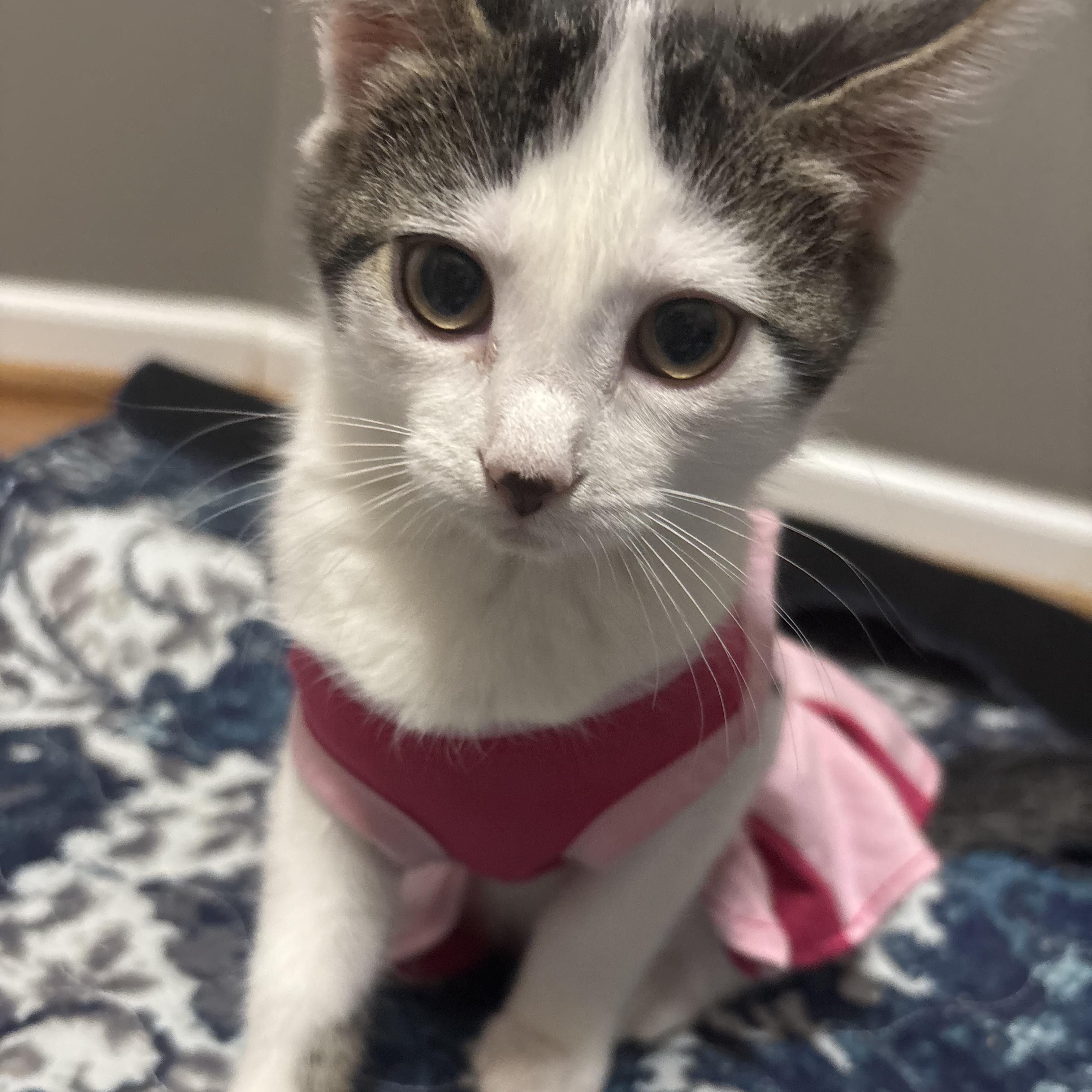 Skye, ADOPTABLE, Kitten Female Turkish Van & Domestic Medium Hair.
