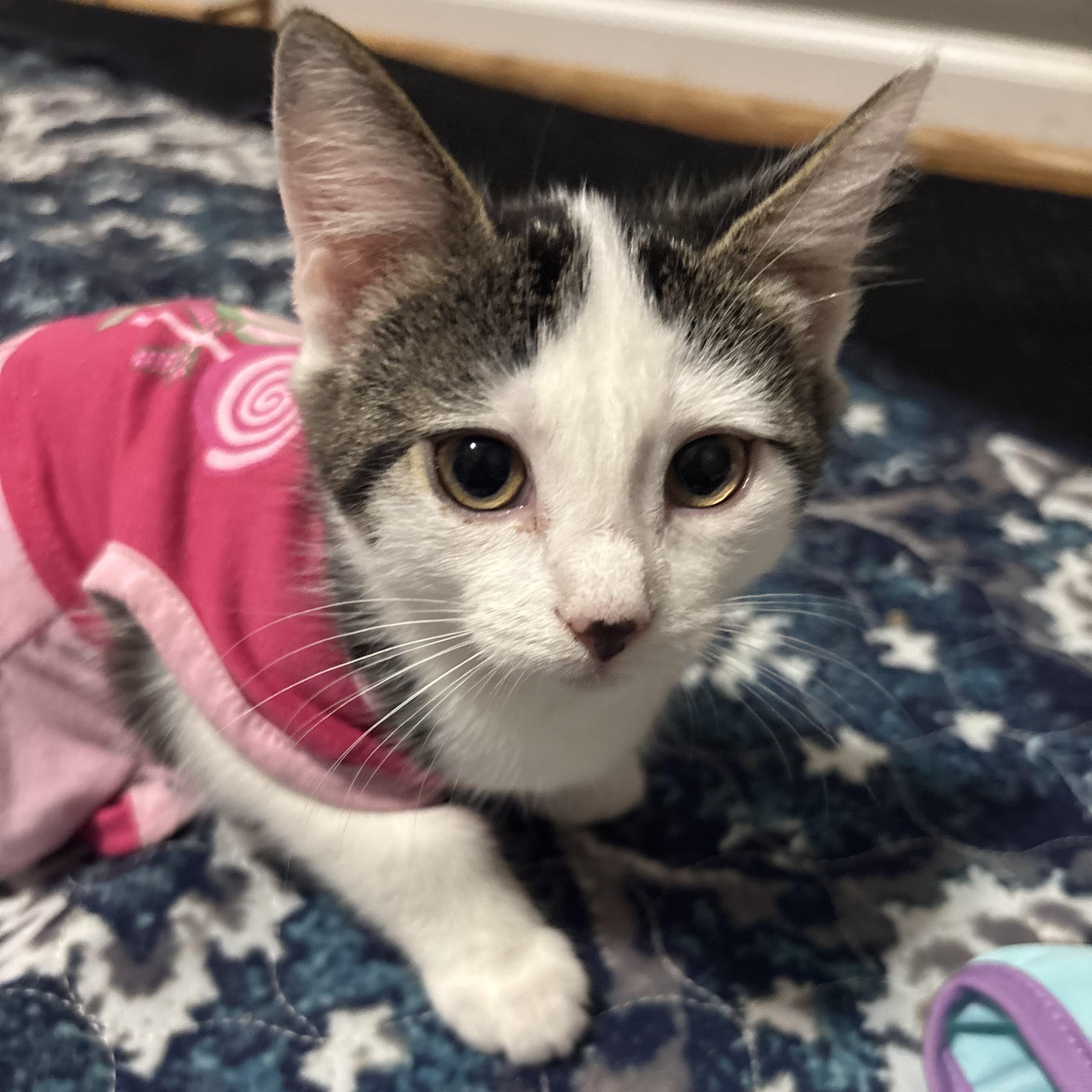 Skye, a ADOPTABLE mixed breed in Concord, NC image 3/6