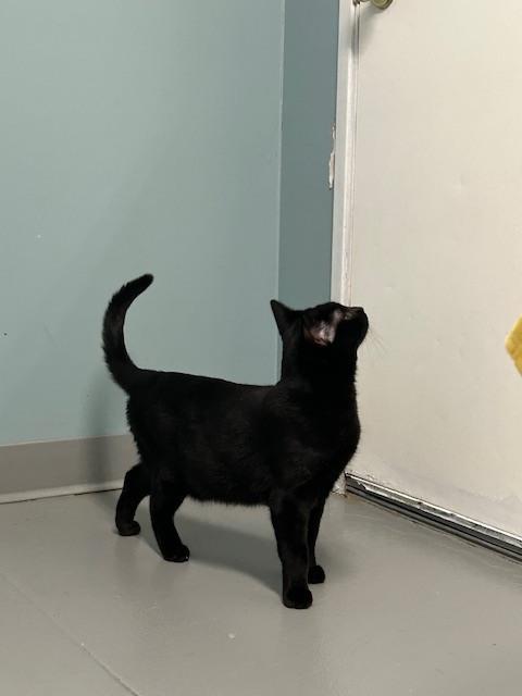 Enlarge Danson, a Adoptable mixed breed in Muskegon, MI image 1/4