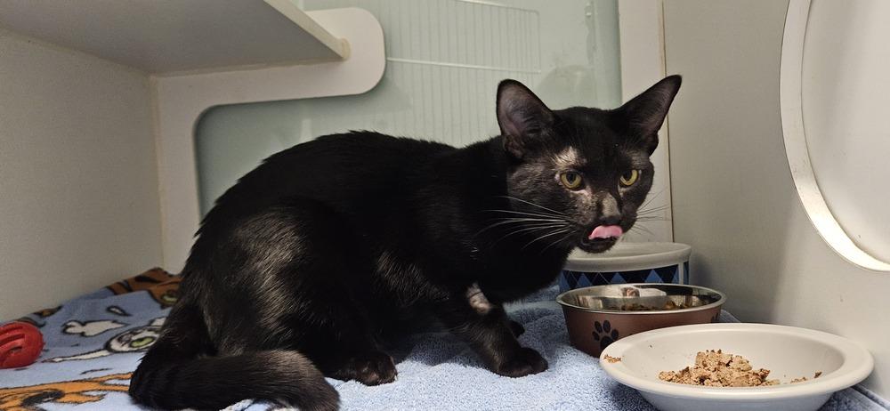 Danson, Adoptable, Adult Male Domestic Short Hair.