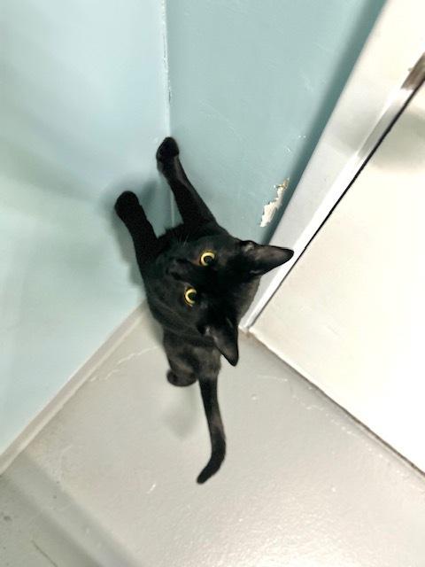 Enlarge Danson, a Adoptable mixed breed in Muskegon, MI image 3/4