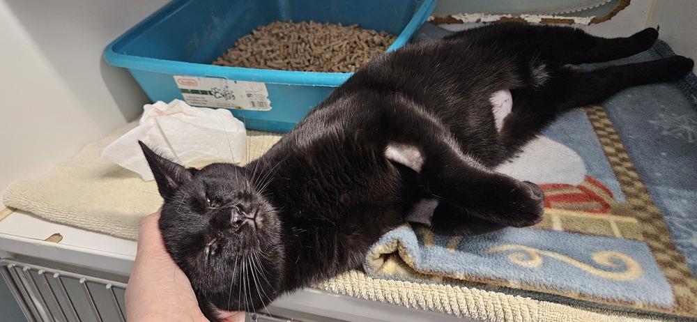 Danson, a Adoptable mixed breed in Muskegon, MI image 2/2