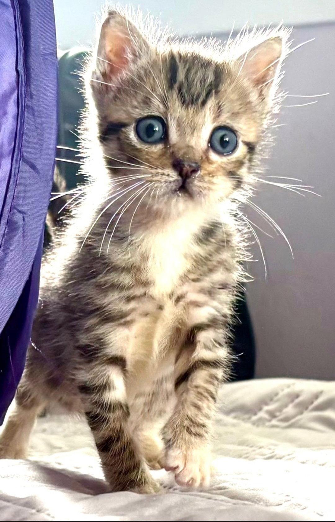 Enlarge Parsley, a Adoptable mixed breed in Campbell, CA image 2/2