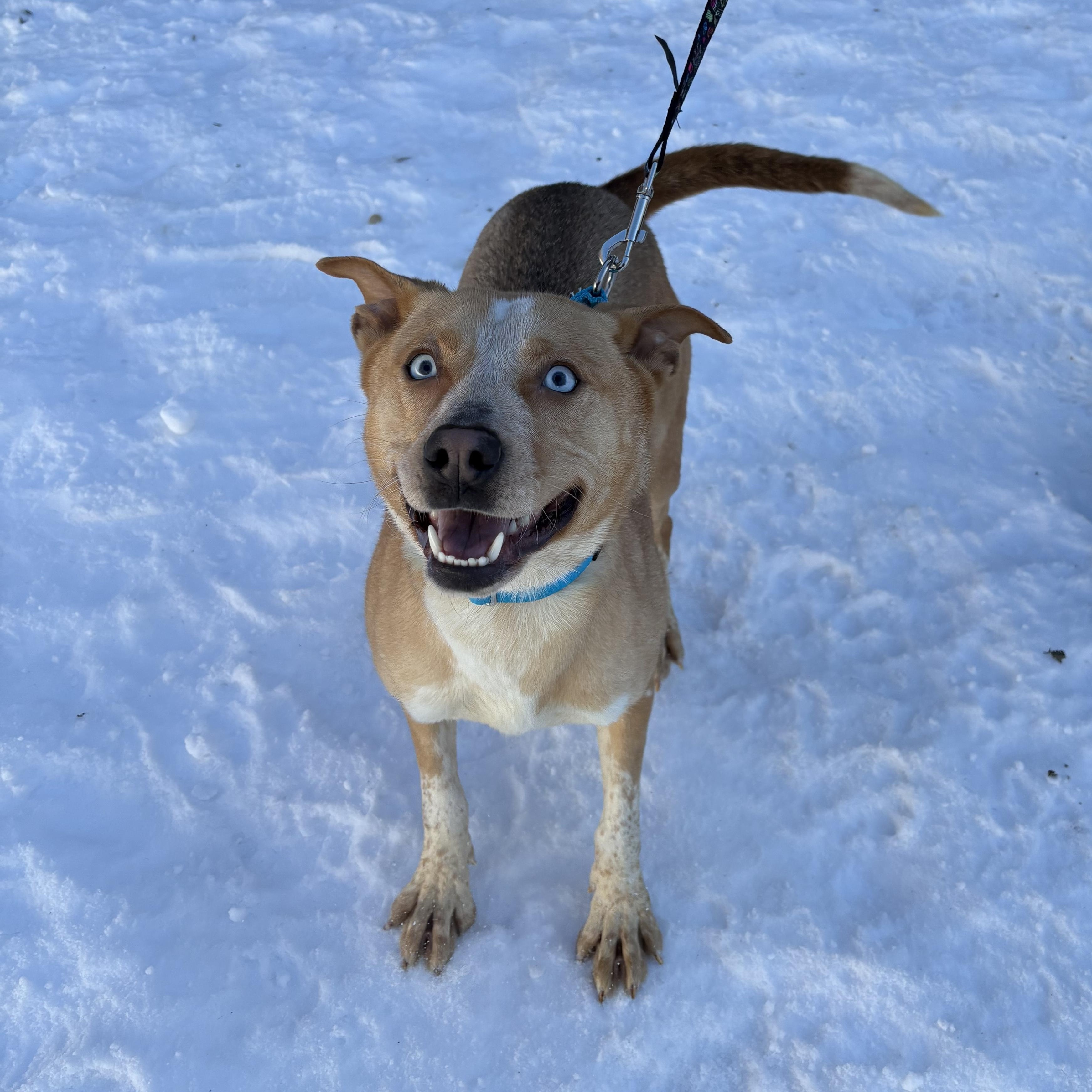 Enlarge Bluey, a ADOPTABLE mixed breed in AQUEBOGUE, NY image 2/3