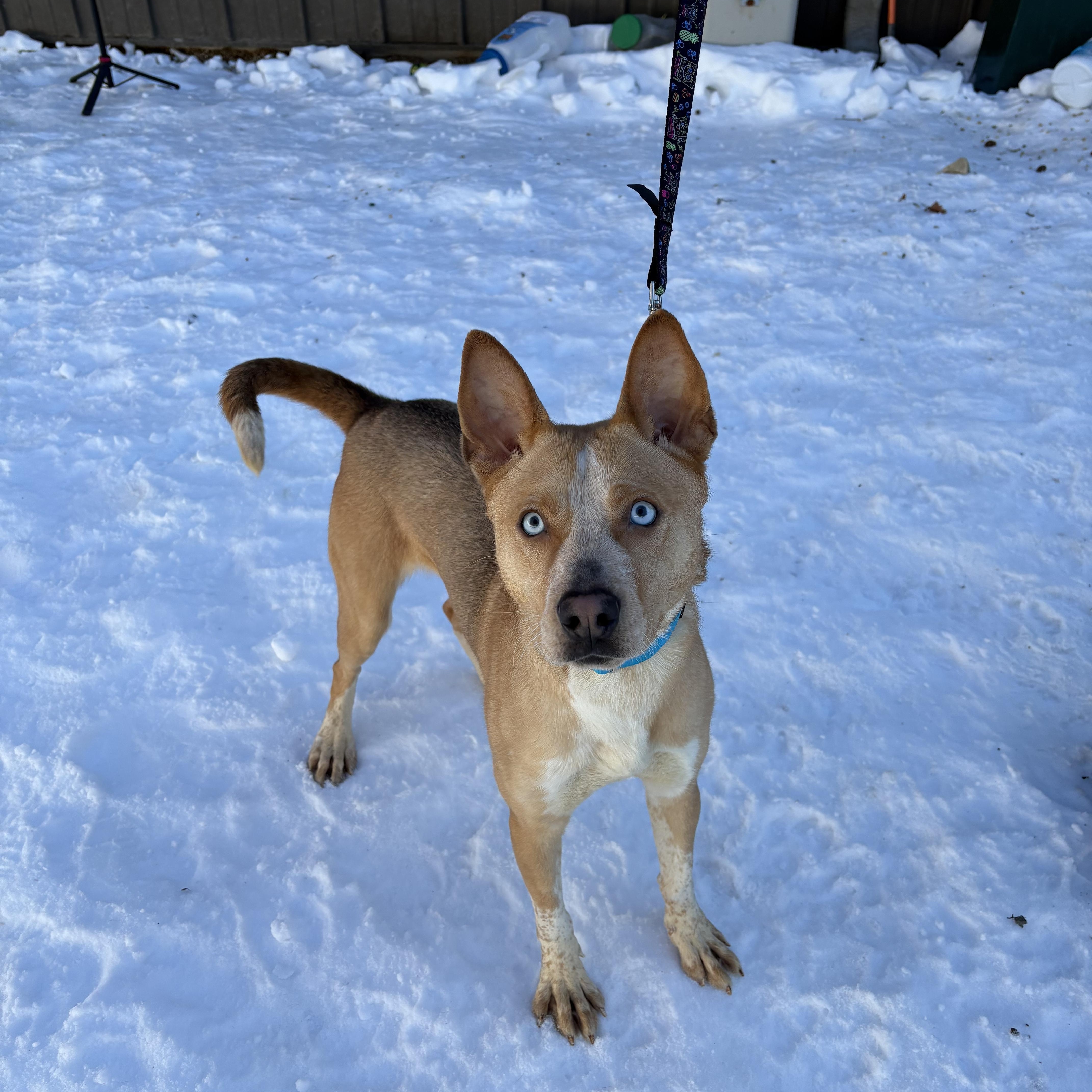 Enlarge Bluey, a ADOPTABLE mixed breed in AQUEBOGUE, NY image 1/3